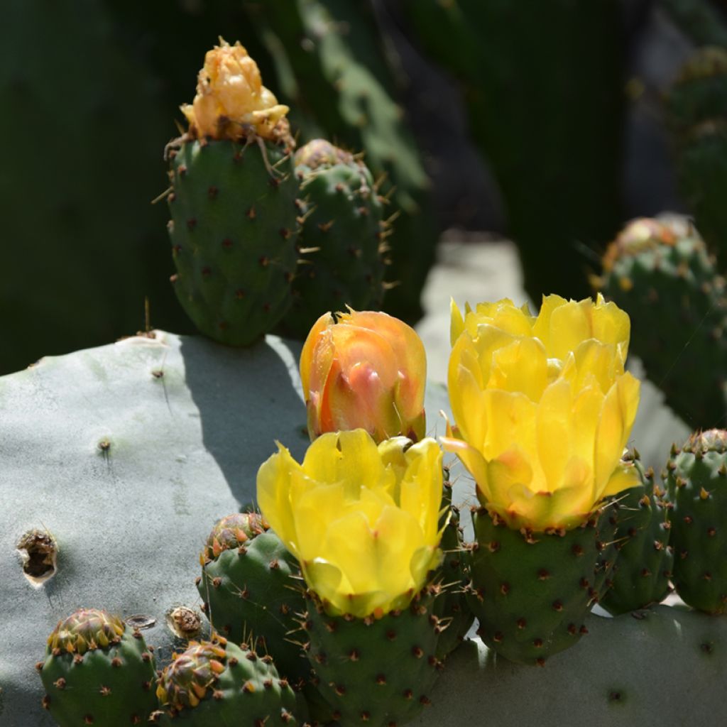 Opuntia compressa Millevaches - Prickly Pear