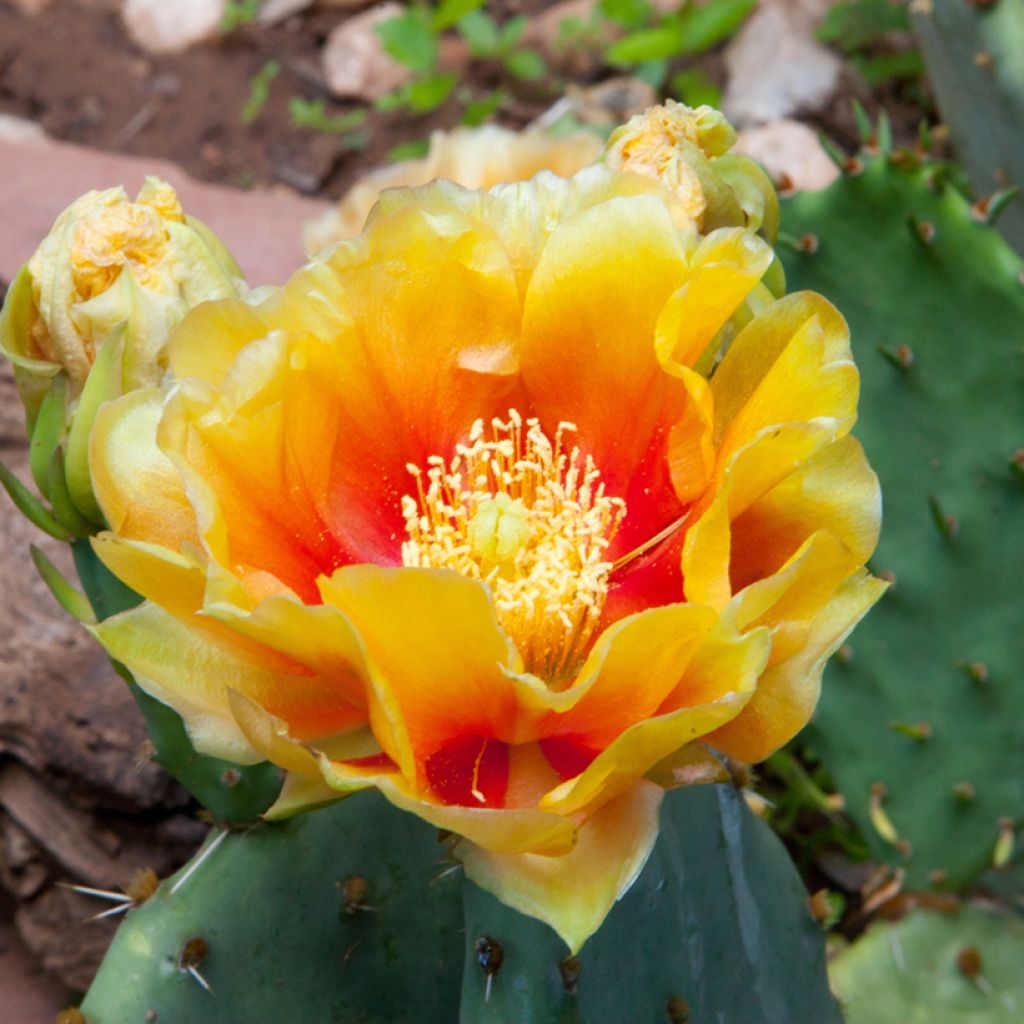 Opuntia dulcis - Prickly Pear