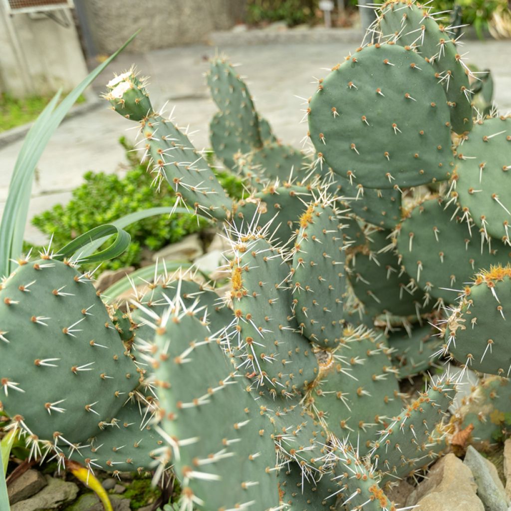 Opuntia engelmannii - Prickly Pear