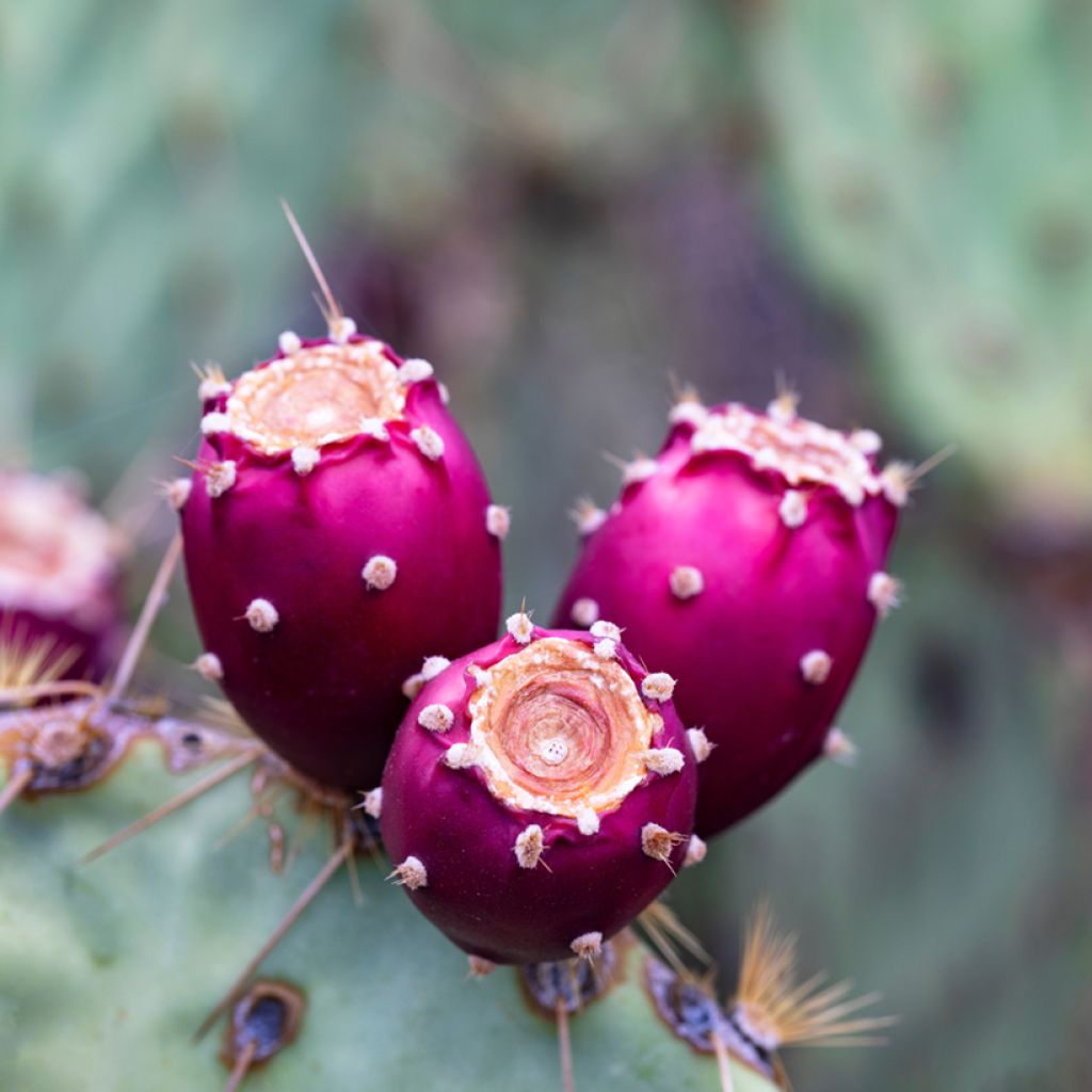 Opuntia engelmannii - Prickly Pear