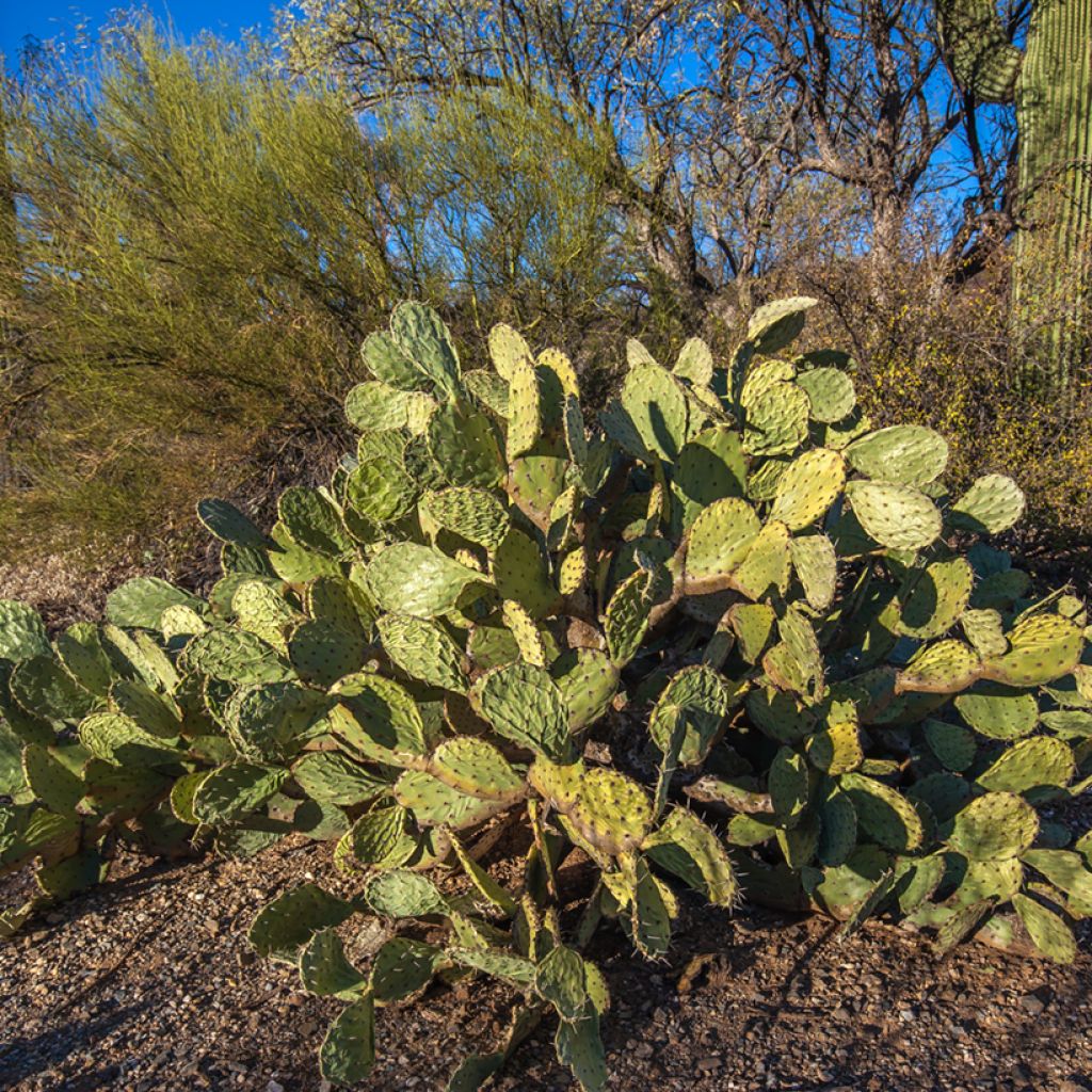 Opuntia engelmannii - Prickly Pear