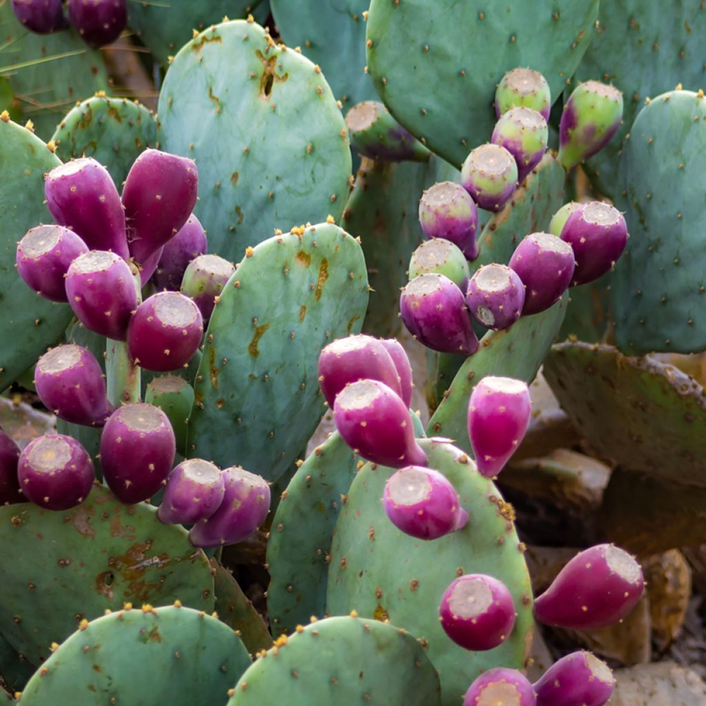 Opuntia gregoriana - Prickly Pear