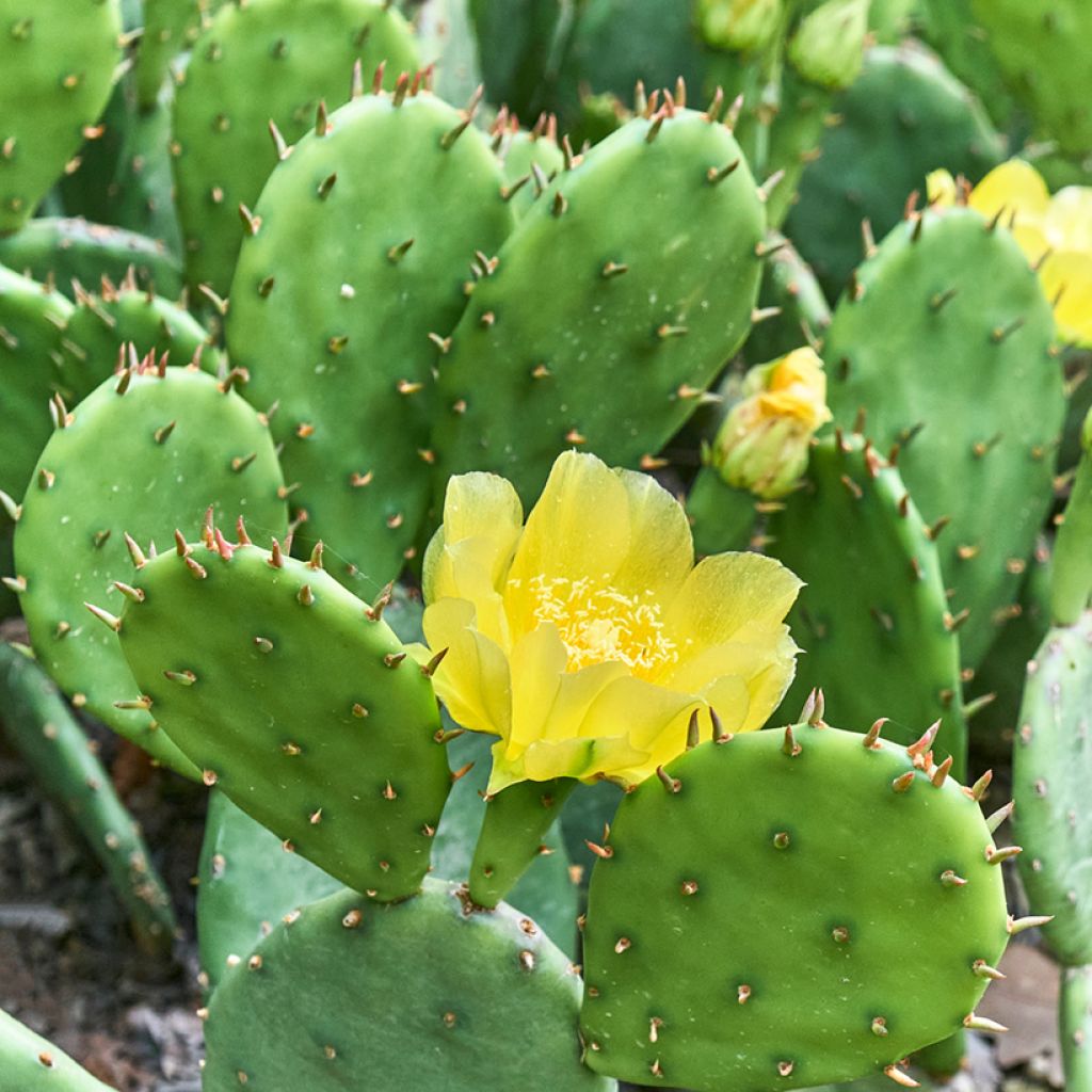 Opuntia lubrica - Prickly Pear