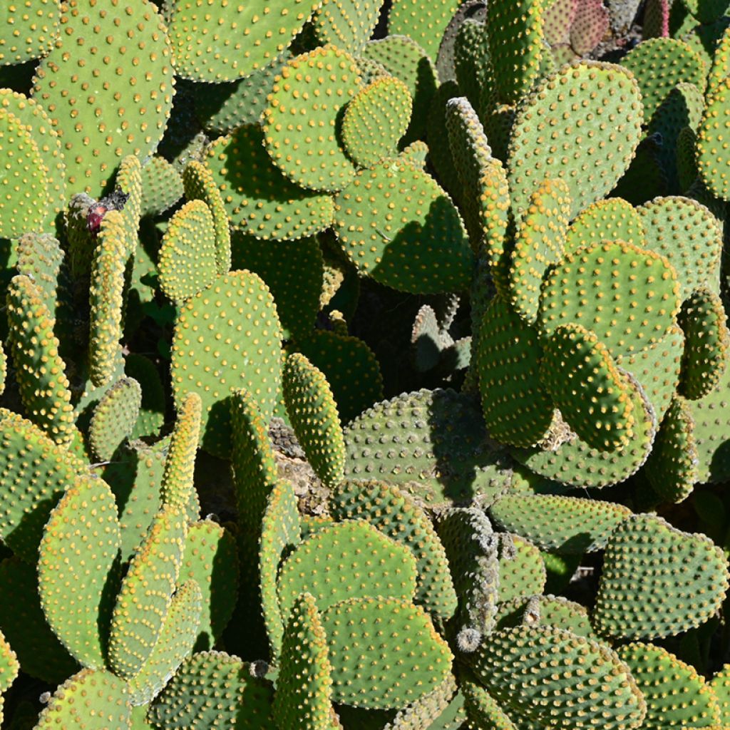 Opuntia microdasys - Prickly Pear