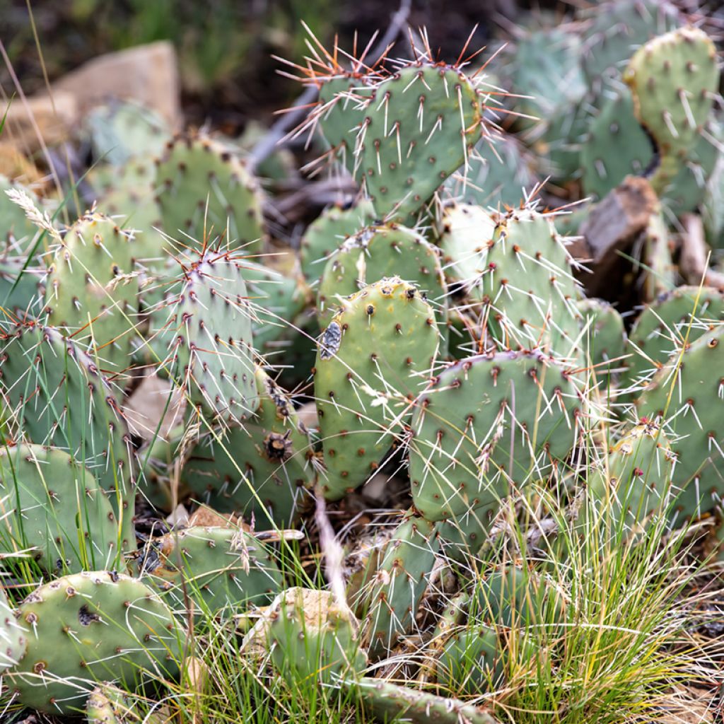 Opuntia phaeacantha Mojavensis - Prickly Pear