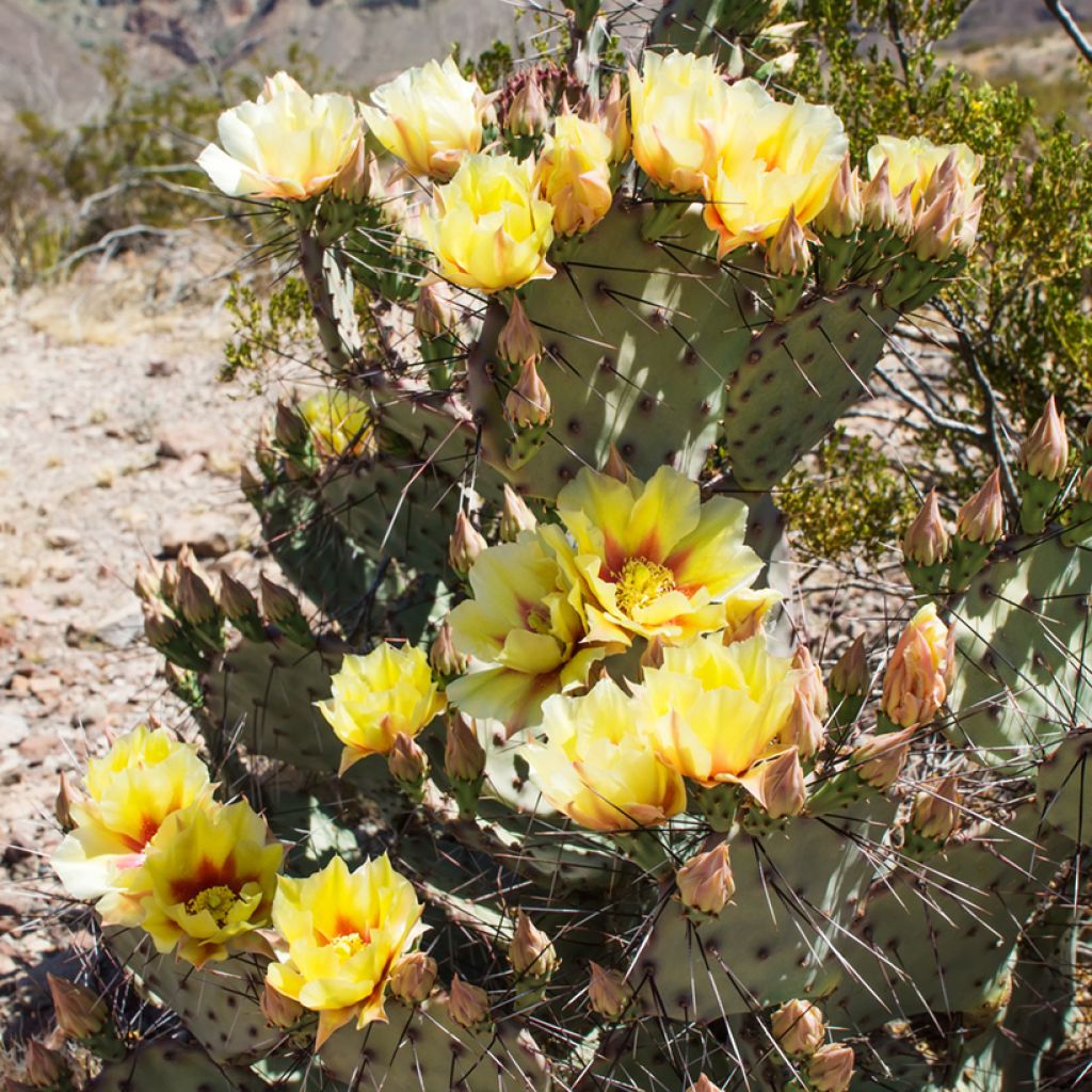 Opuntia phaeacantha Mojavensis - Prickly Pear