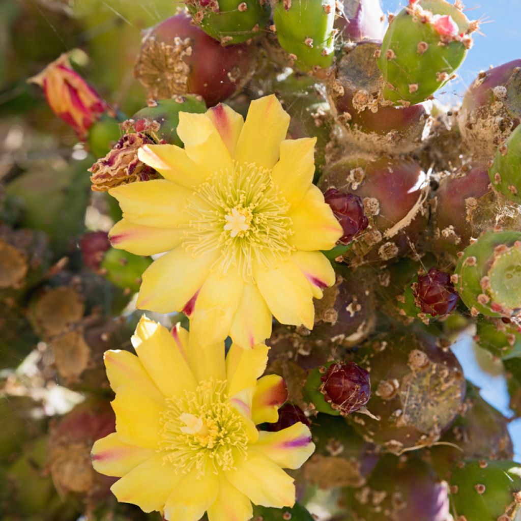 Opuntia phaeacantha Mojavensis - Prickly Pear