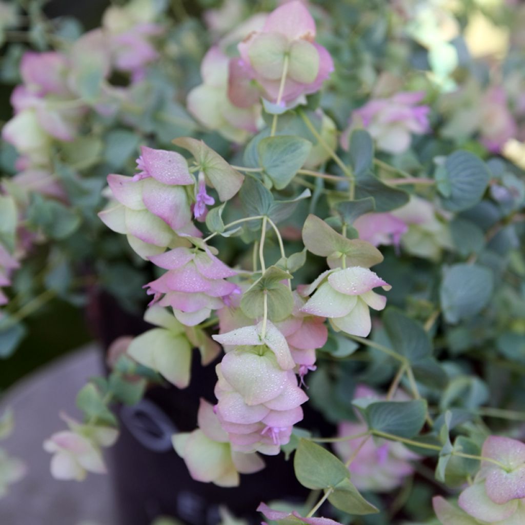 Origanum rotundifolium Kent Beauty - Oregano