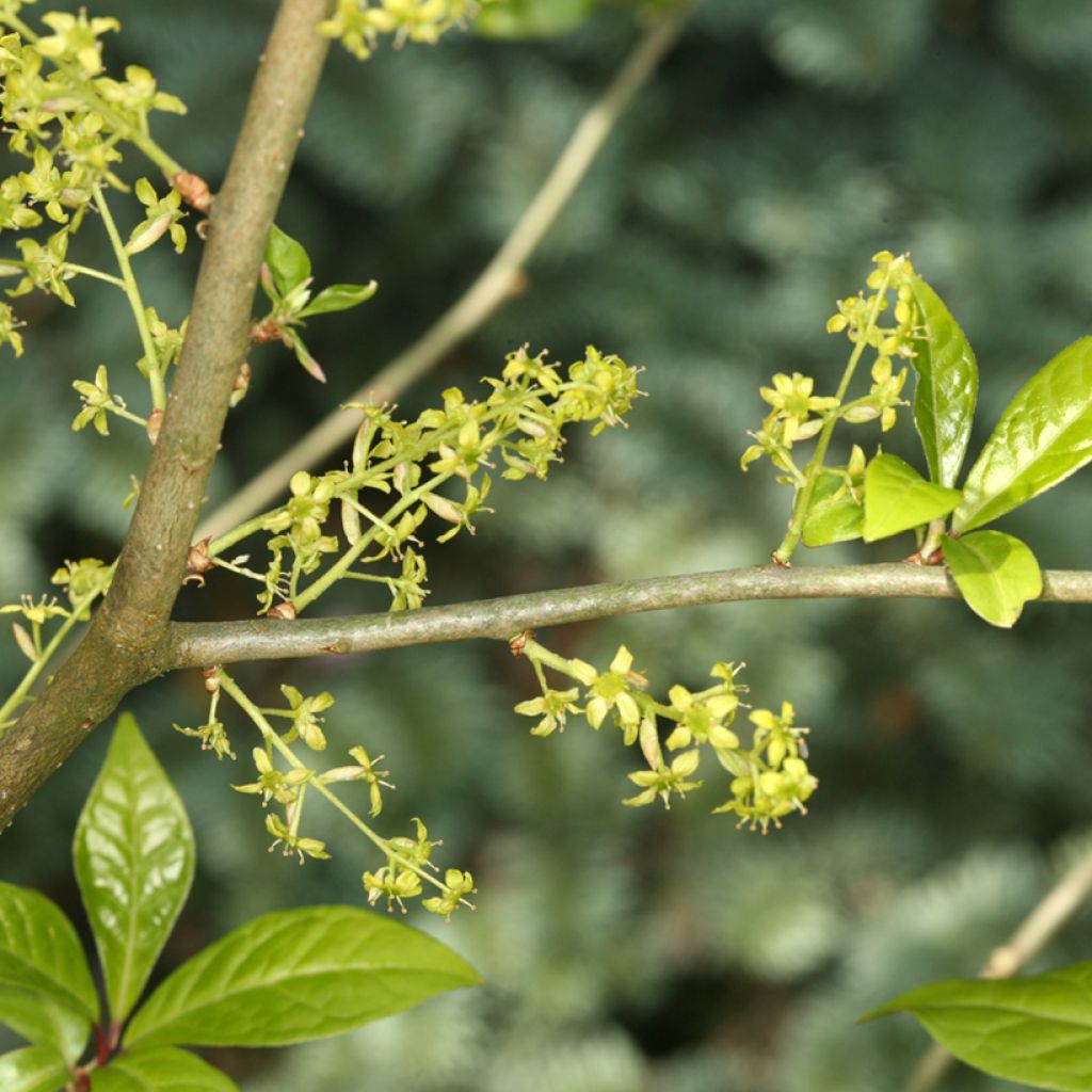 Orixa japonica - Japanese orixa