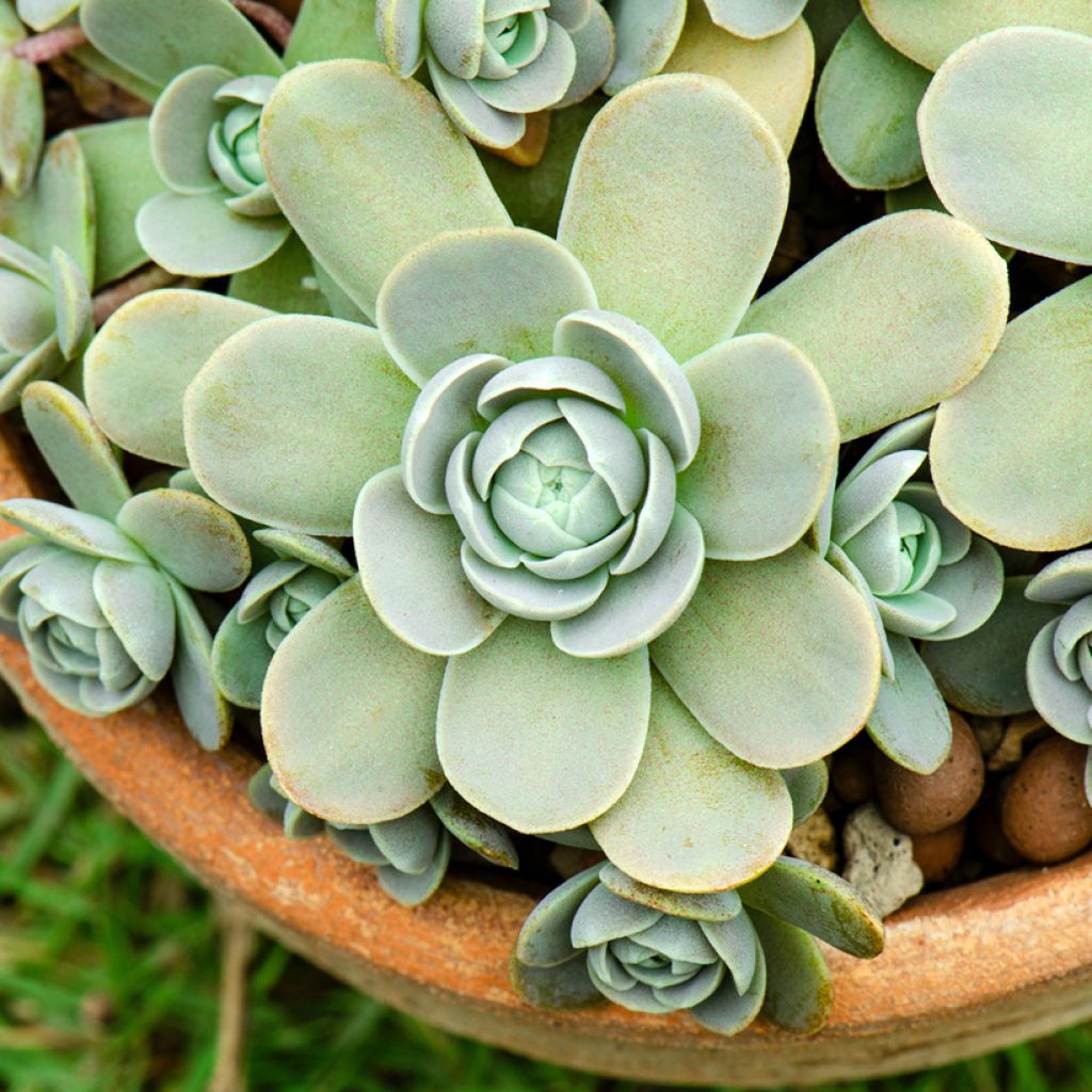 Orostachys boehmeri - Plante grasse