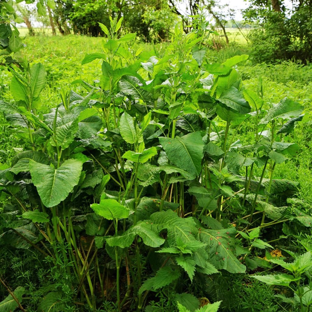 Wild sorrel - Rumex acetosa - seeds