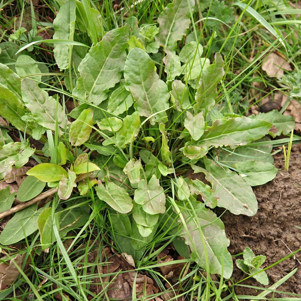 Wild sorrel - Rumex acetosa - seeds