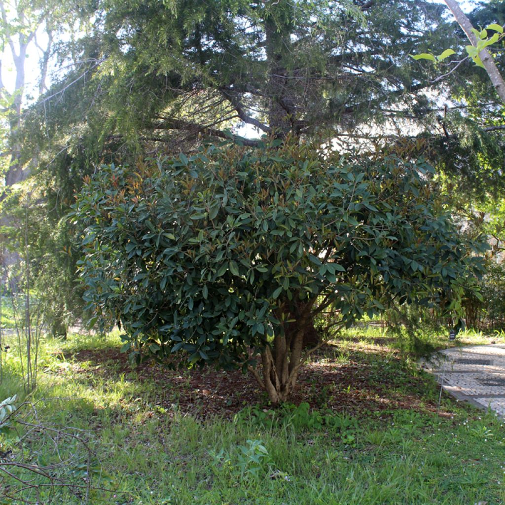 Osmanthus fragrans