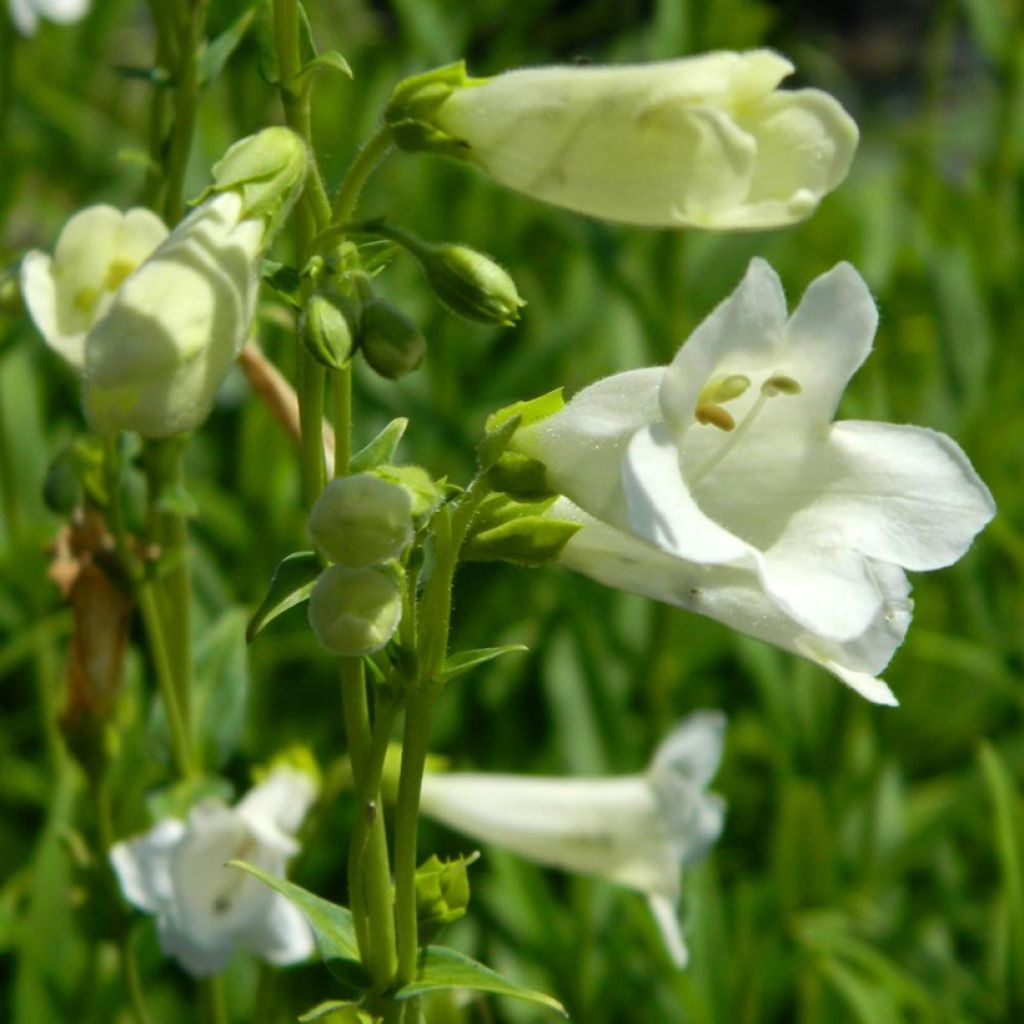 Penstemon x hybrida Pensham Wedding Day