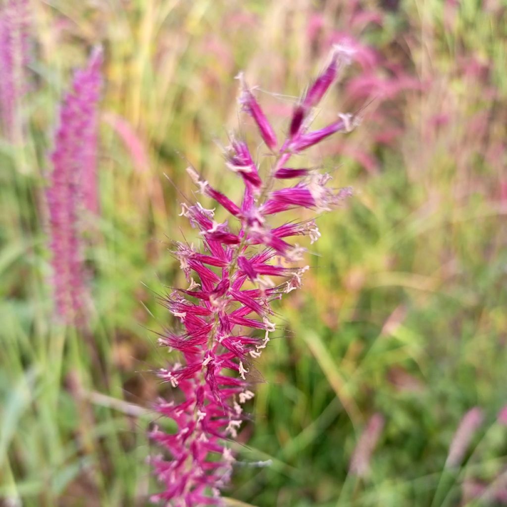 Persicaria amplexicaulis Amethyst Summer