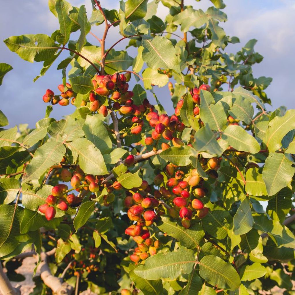 Pistacia vera Kerman - Hardy female pistachio with large fruits ...