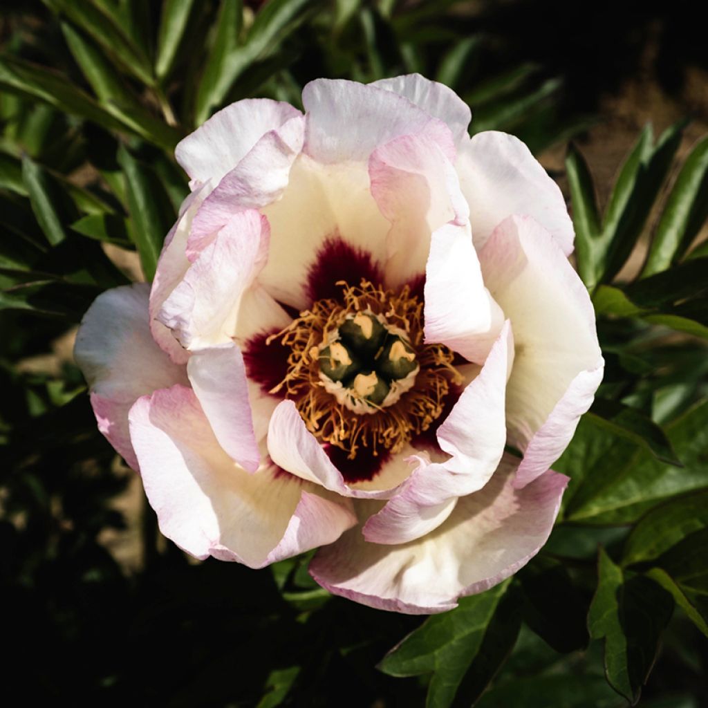 Paeonia Itoh Pastel Splendour