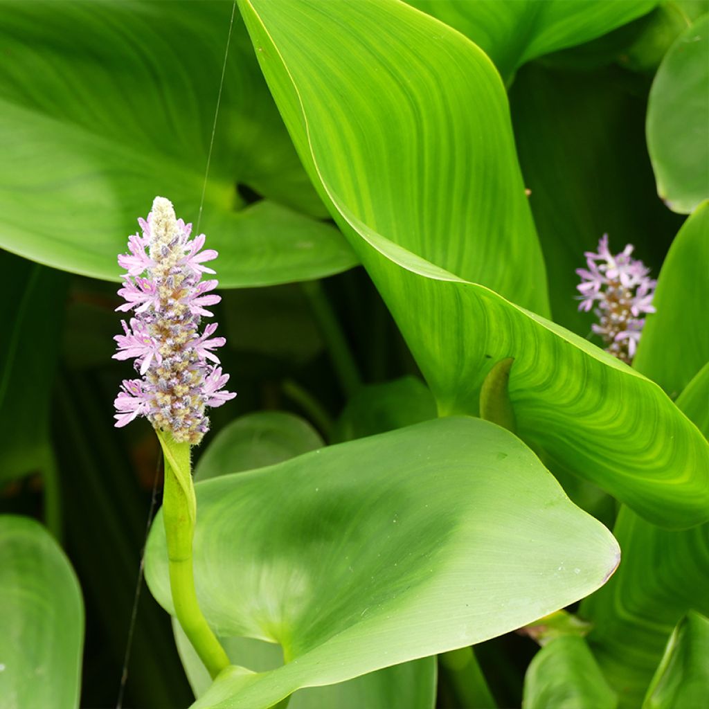 Pontederia cordata Pink Pons