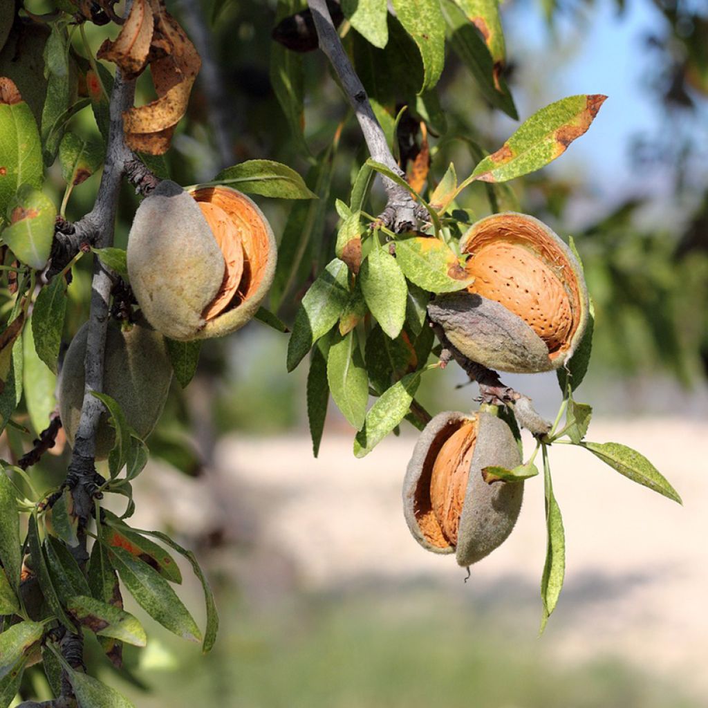 Prunus dulcis Lauranne - Almond Tree