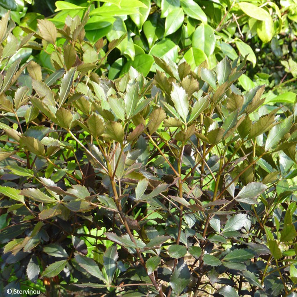 Pseudopanax x lessonii Rangatira