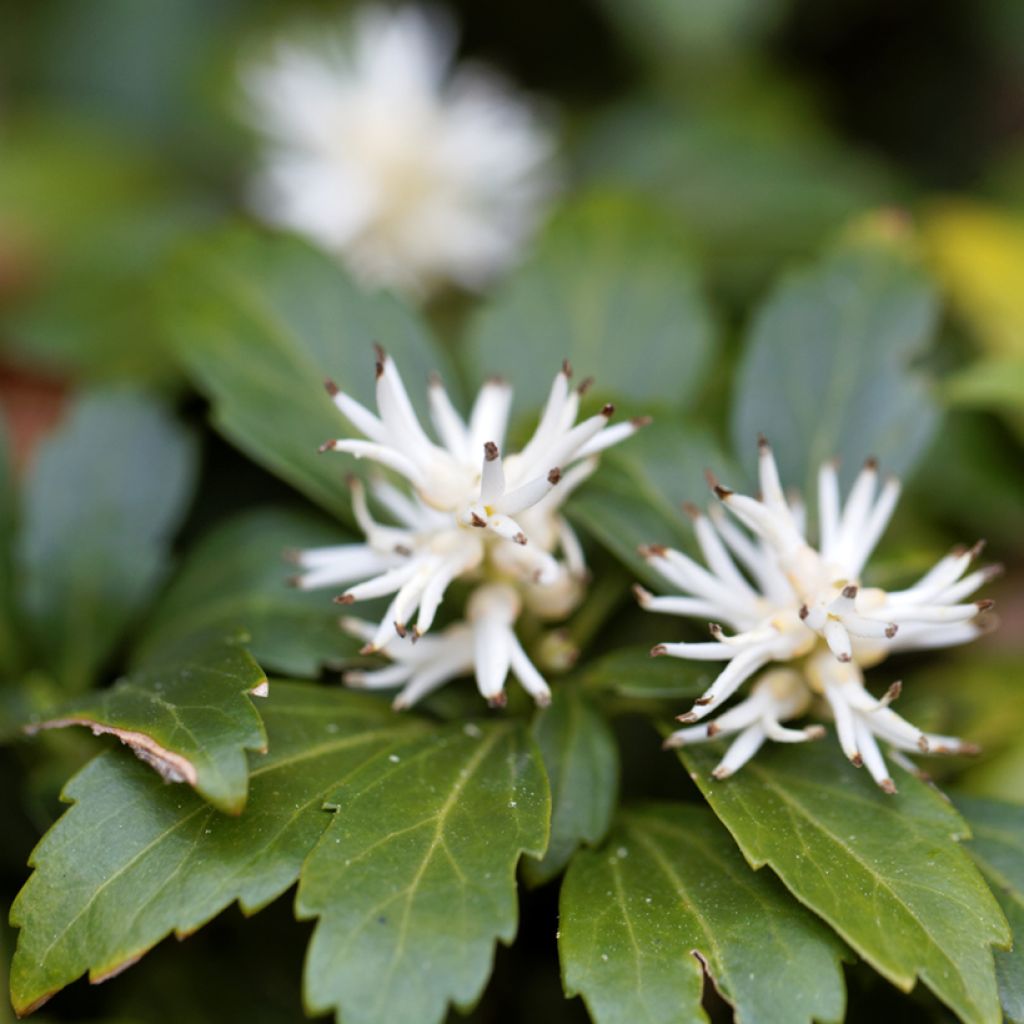 Pachysandra terminalis Green Carpet - Japanese Spurge