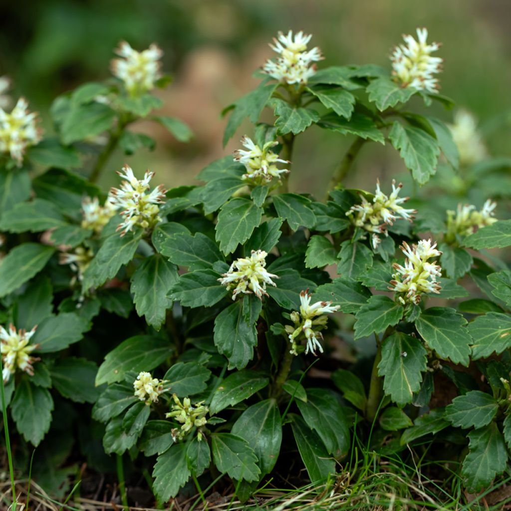 Pachysandra terminalis - Japanese Spurge