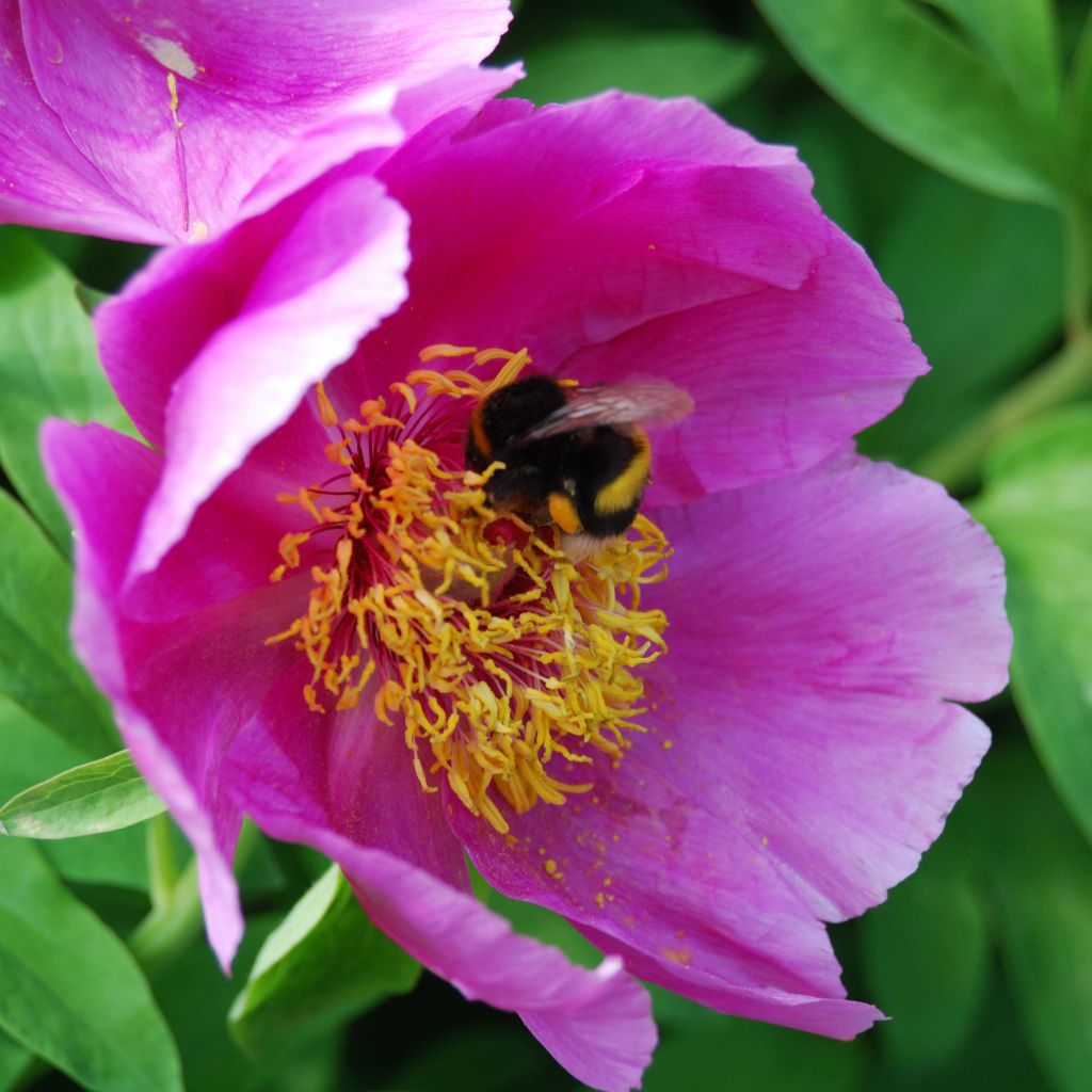 Paeonia mascula 