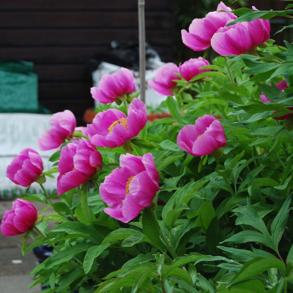 Paeonia mascula 