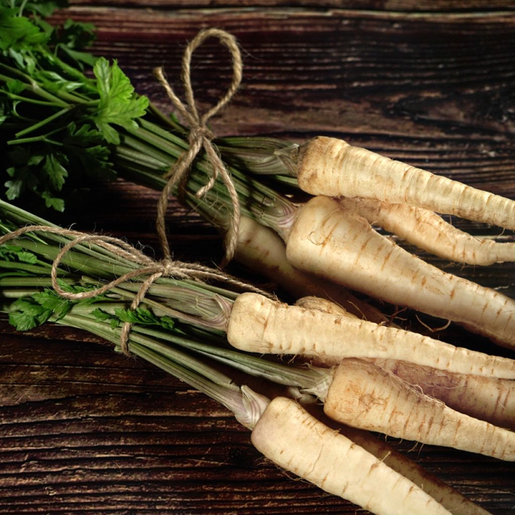 Guernsey Half-Long Parsnip - Pastinaca sativa