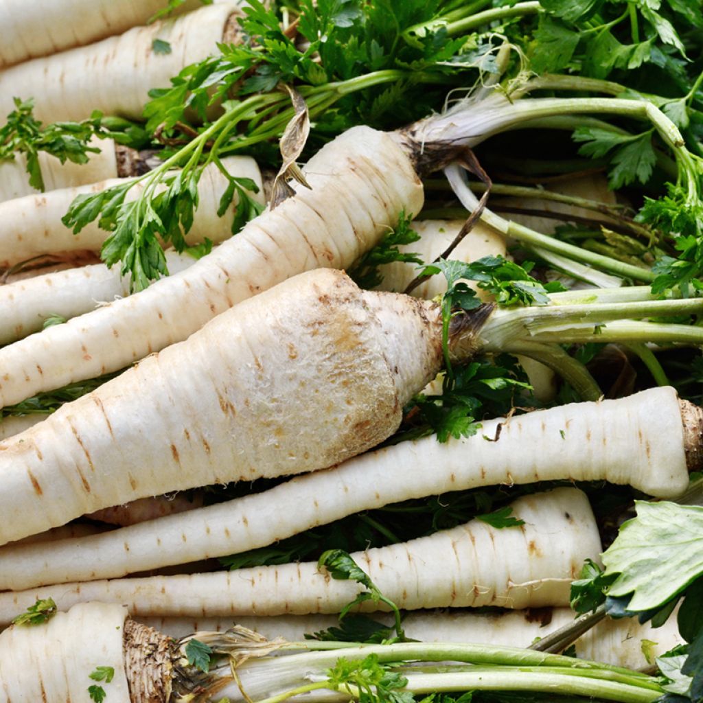 Parsnip Half Long Guernsey - Vilmorin Seeds