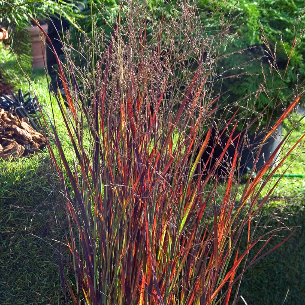 Panicum virgatum Heiliger Hain - Switchgrass