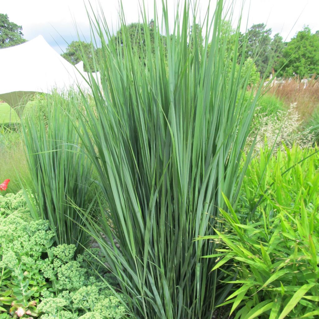 Panicum virgatum Northwind - Switchgrass