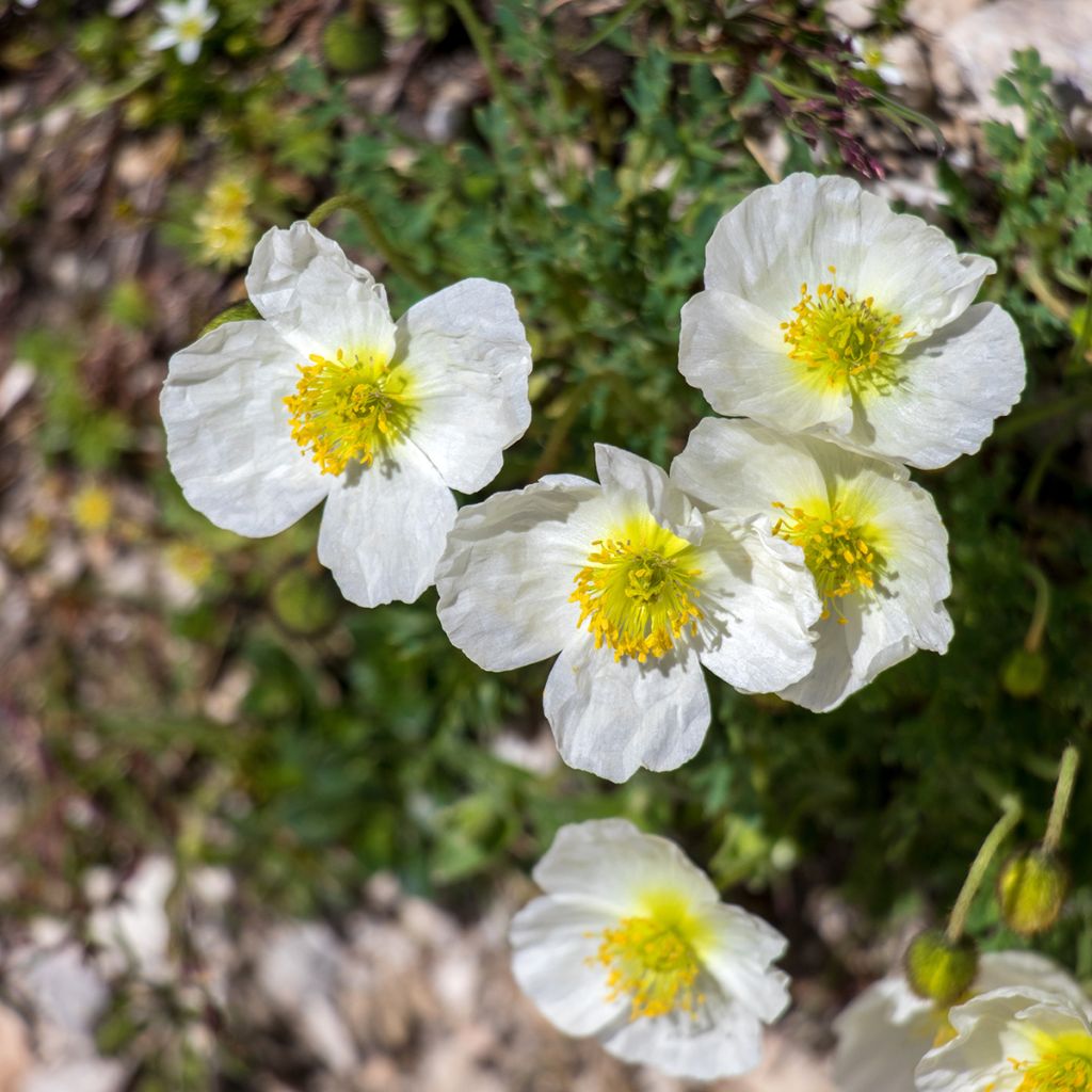 Papaver alpinum - Alpine poppy