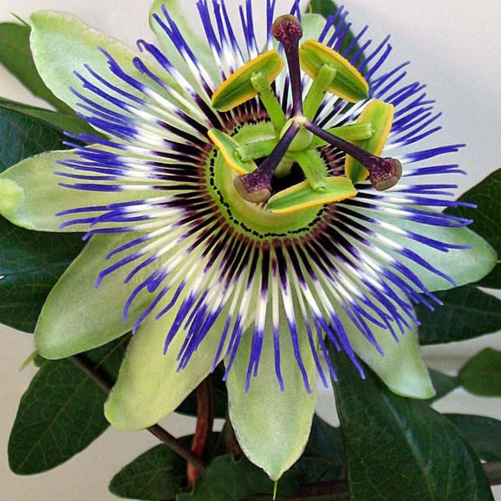 Passiflora caerulea- Passion Flower