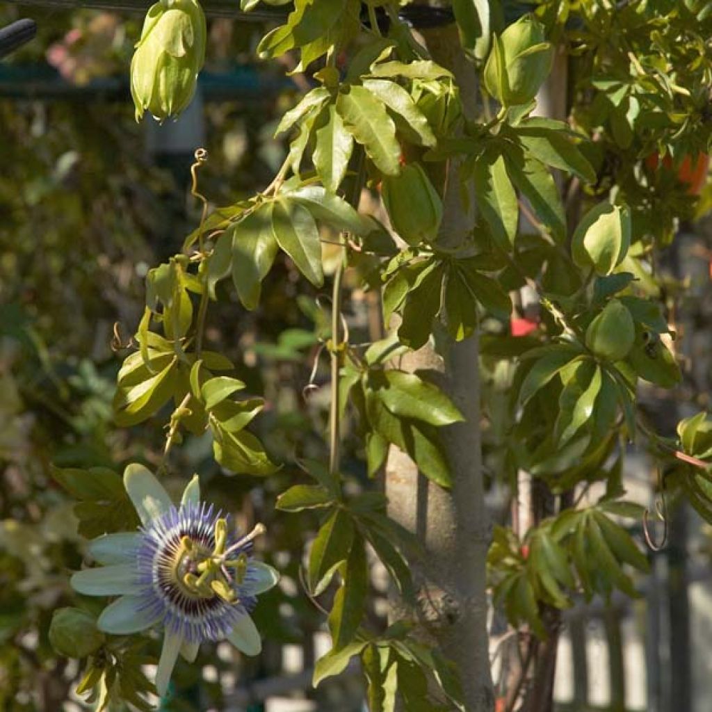 Passiflora caerulea- Passion Flower