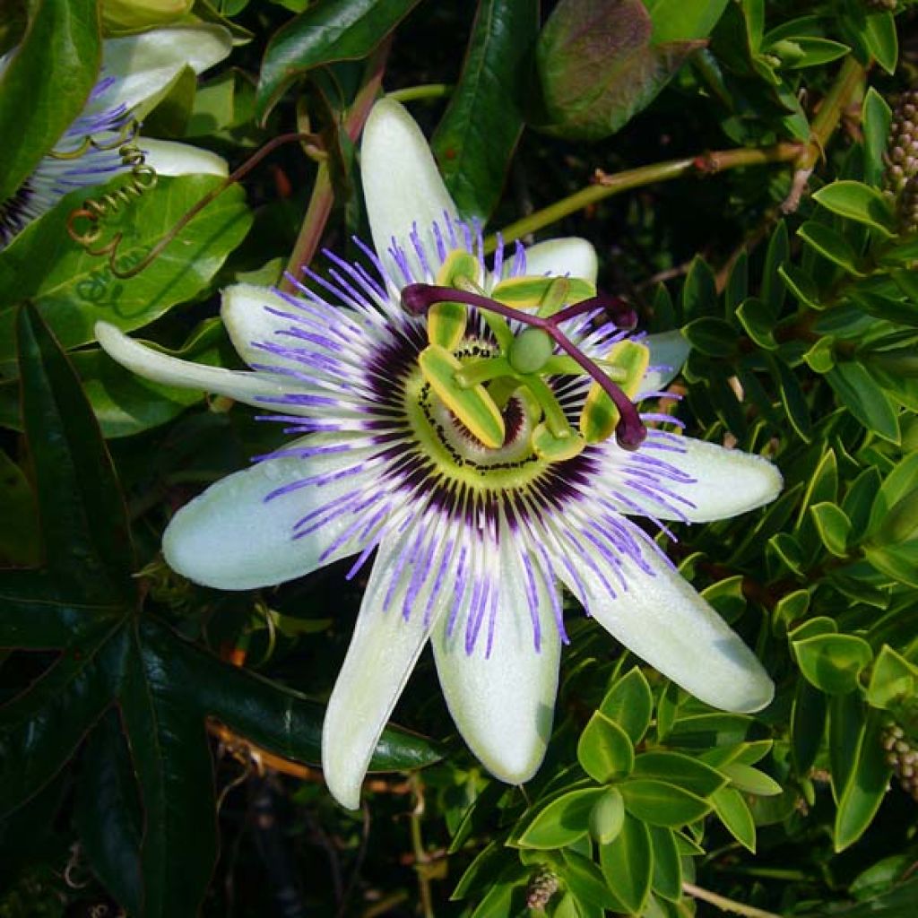 Passiflora caerulea- Passion Flower