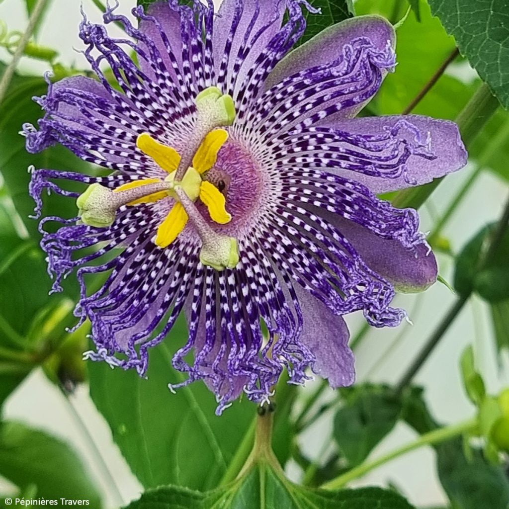 Passiflora Fata Confetto