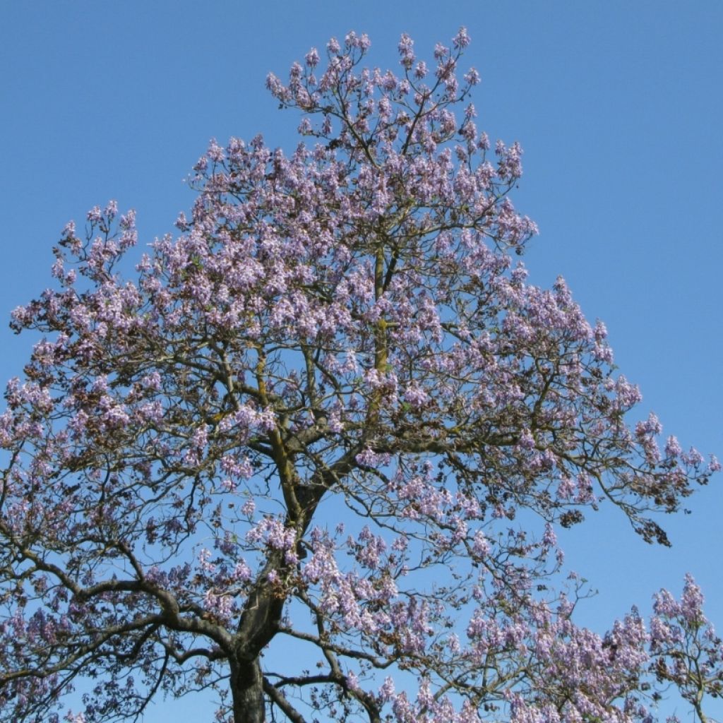 Paulownia tomentosa Seeds - Foxglove Tree