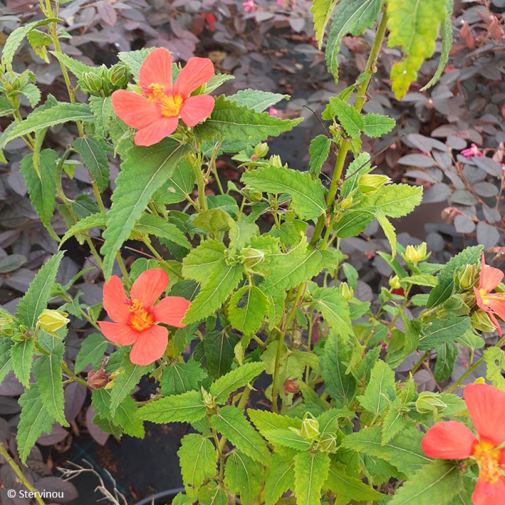 Pavonia Flamboyant® - Rock Rose