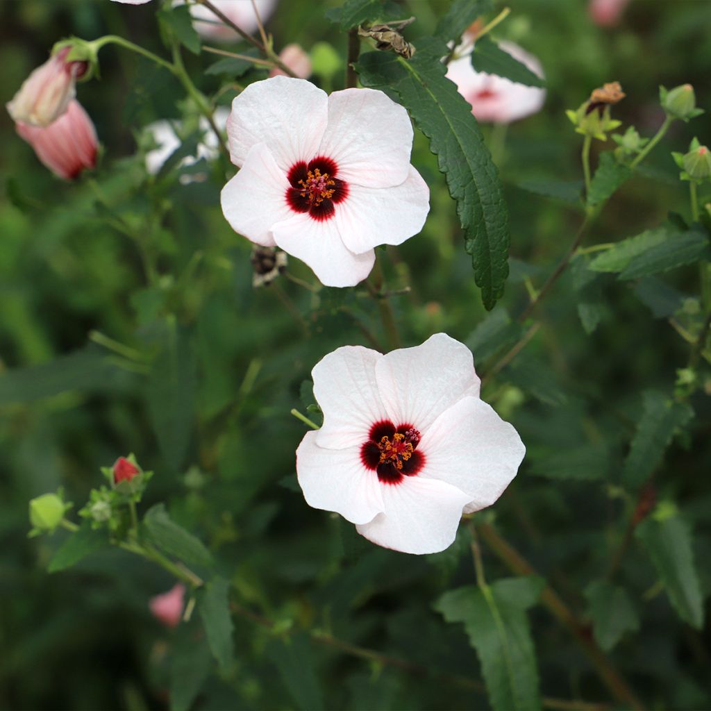 Pavonia hastata