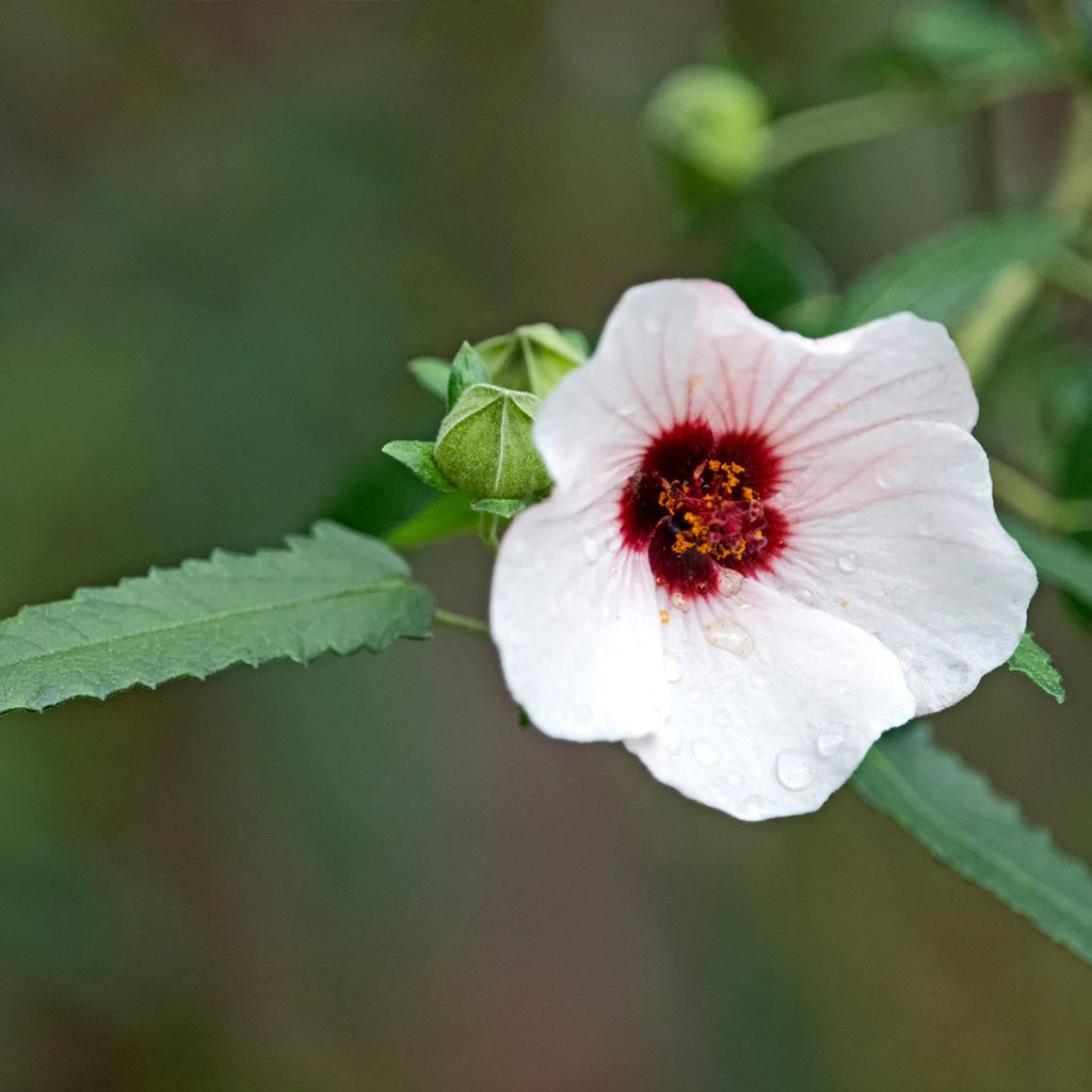 Pavonia hastata