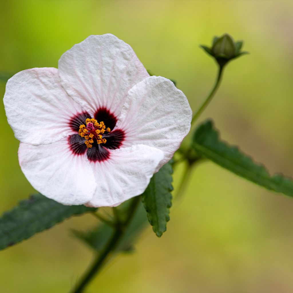 Pavonia hastata