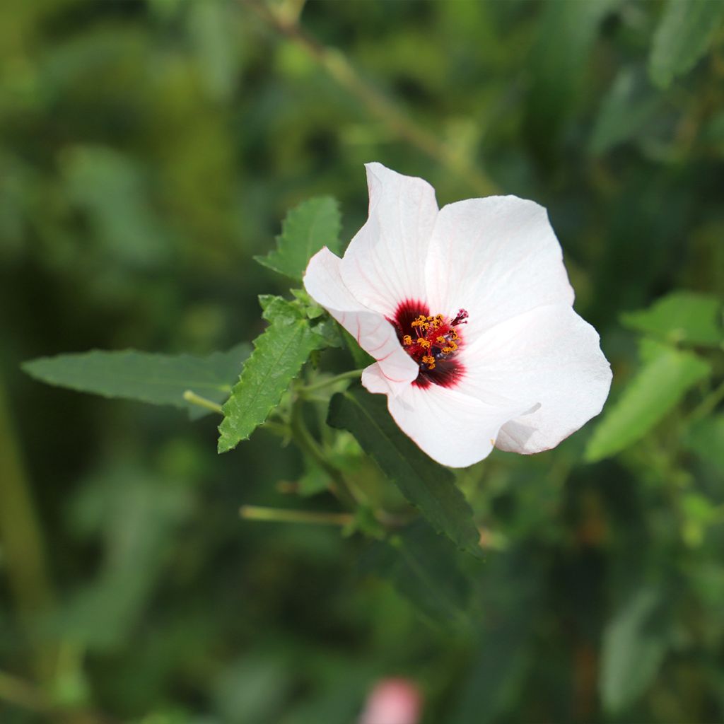 Pavonia hastata