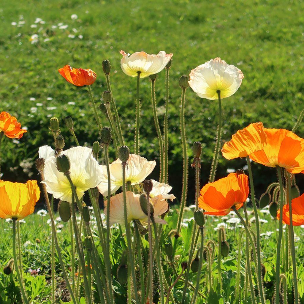 Papaver nudicaule Gartenzwerg Group