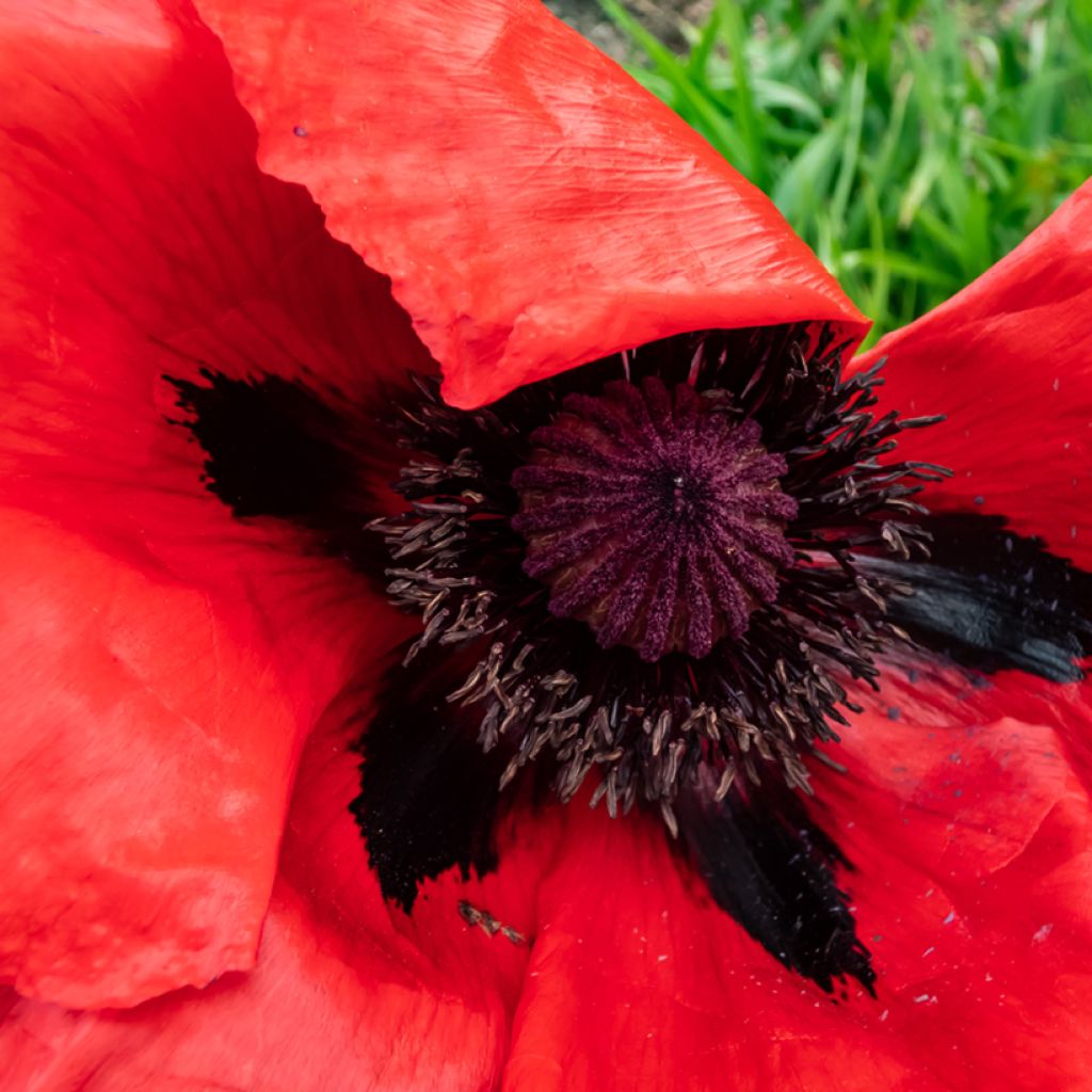 Papaver orientale Beauty of Livermere - Oriental Poppy