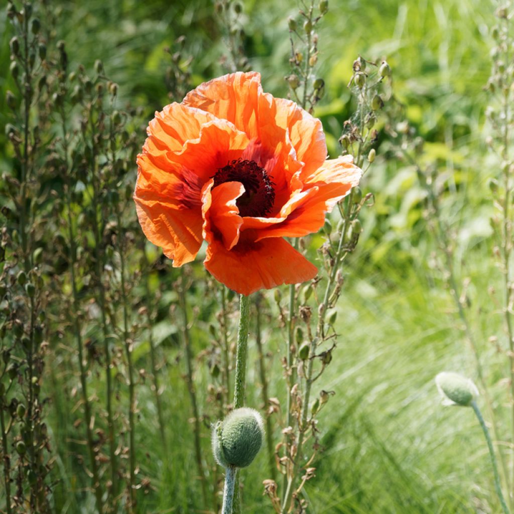 Papaver orientale Harvest Moon - Oriental Poppy