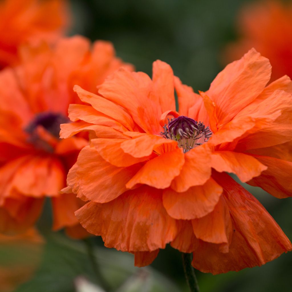 Papaver orientale May Queen - Oriental Poppy