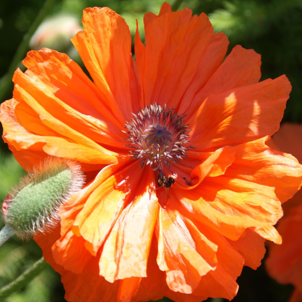 Papaver orientale May Queen - Oriental Poppy