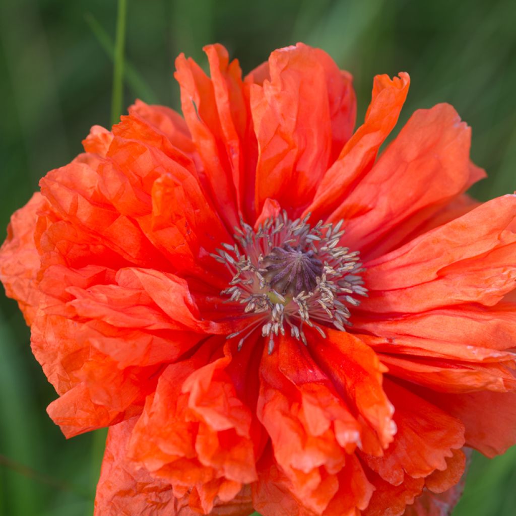 Papaver orientale May Queen - Oriental Poppy