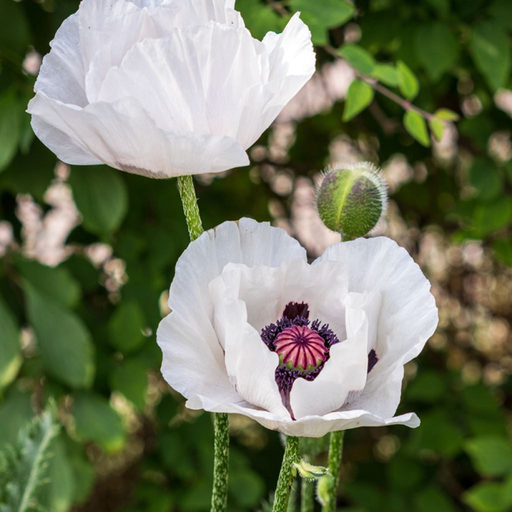 Papaver orientale Perrys White - Oriental Poppy